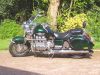 green lizard sun 2.jpg