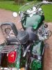 green lizard sun 3.jpg